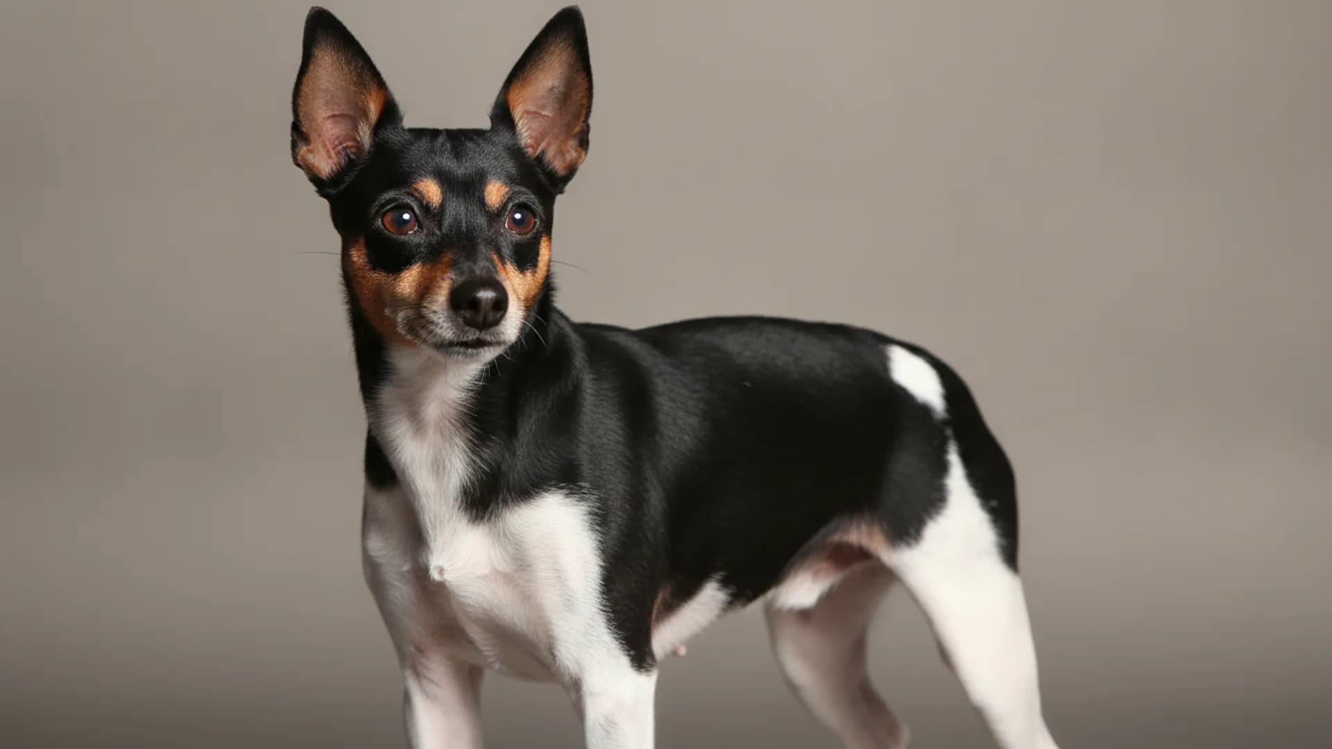 Illustration of Rat Terrier
