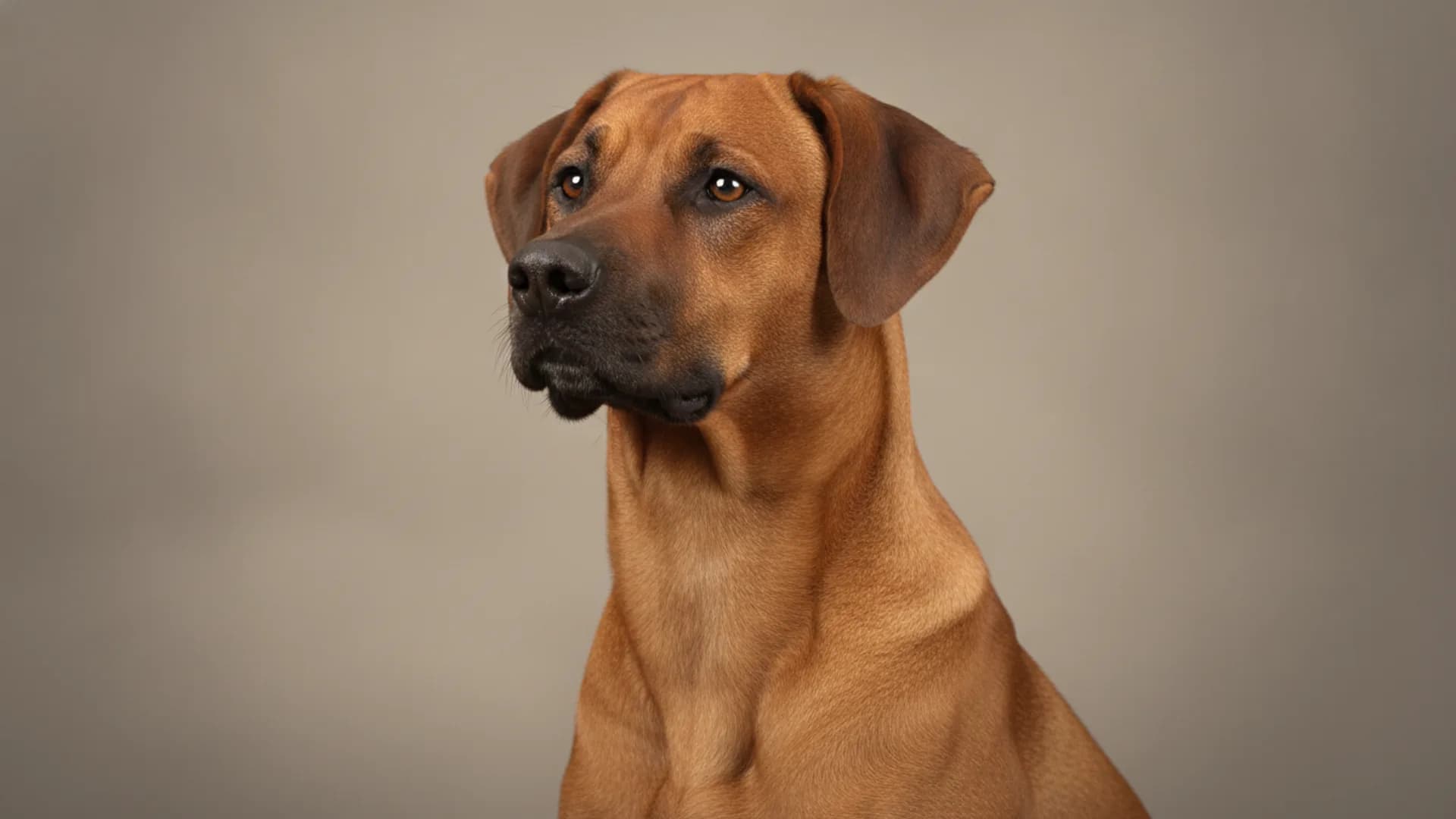 Illustration of Rhodesian Ridgeback