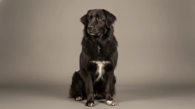 Illustration de Romanian Raven Shepherd Dog