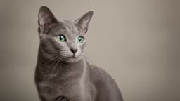 Russian Blue