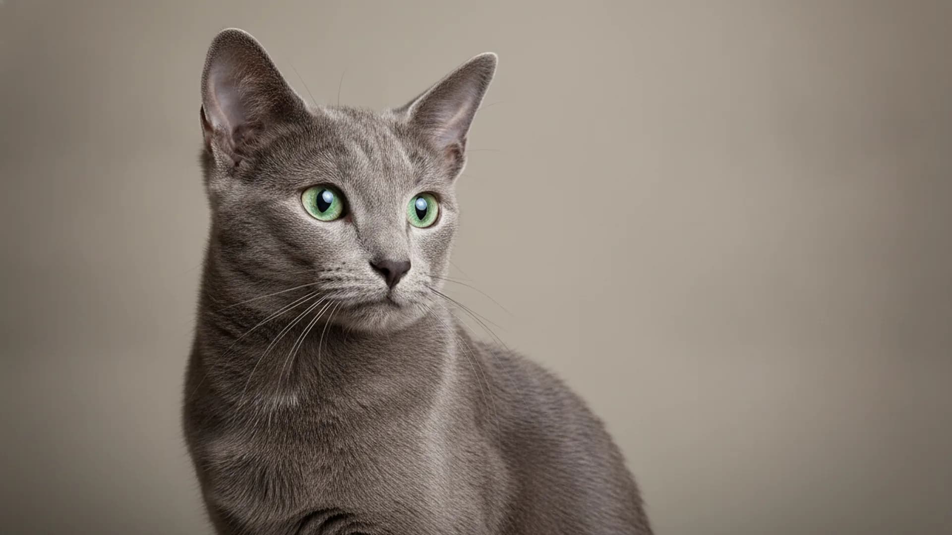 Illustration of Russian Blue