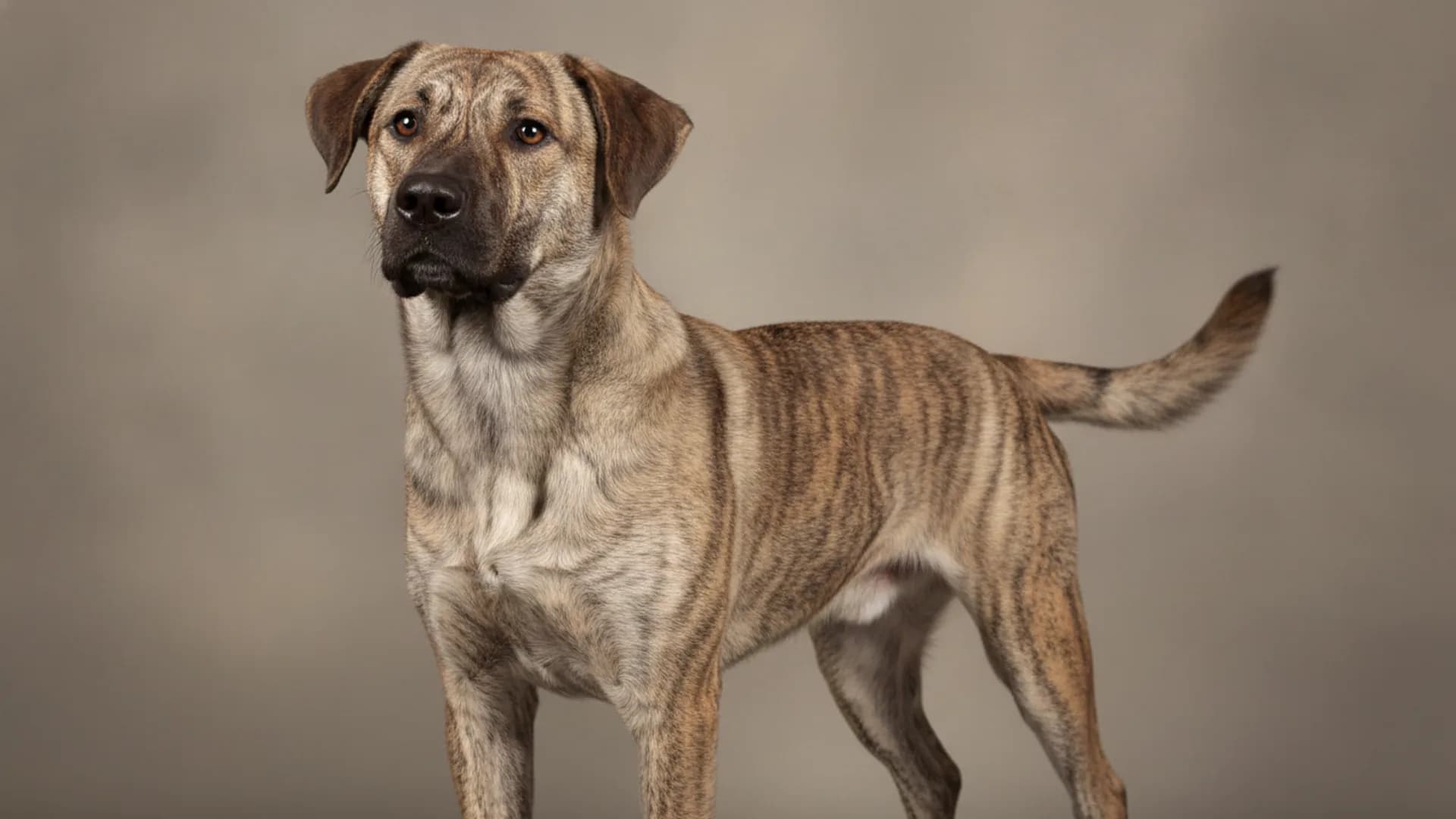 Illustration of Saint Miguel Cattle Dog