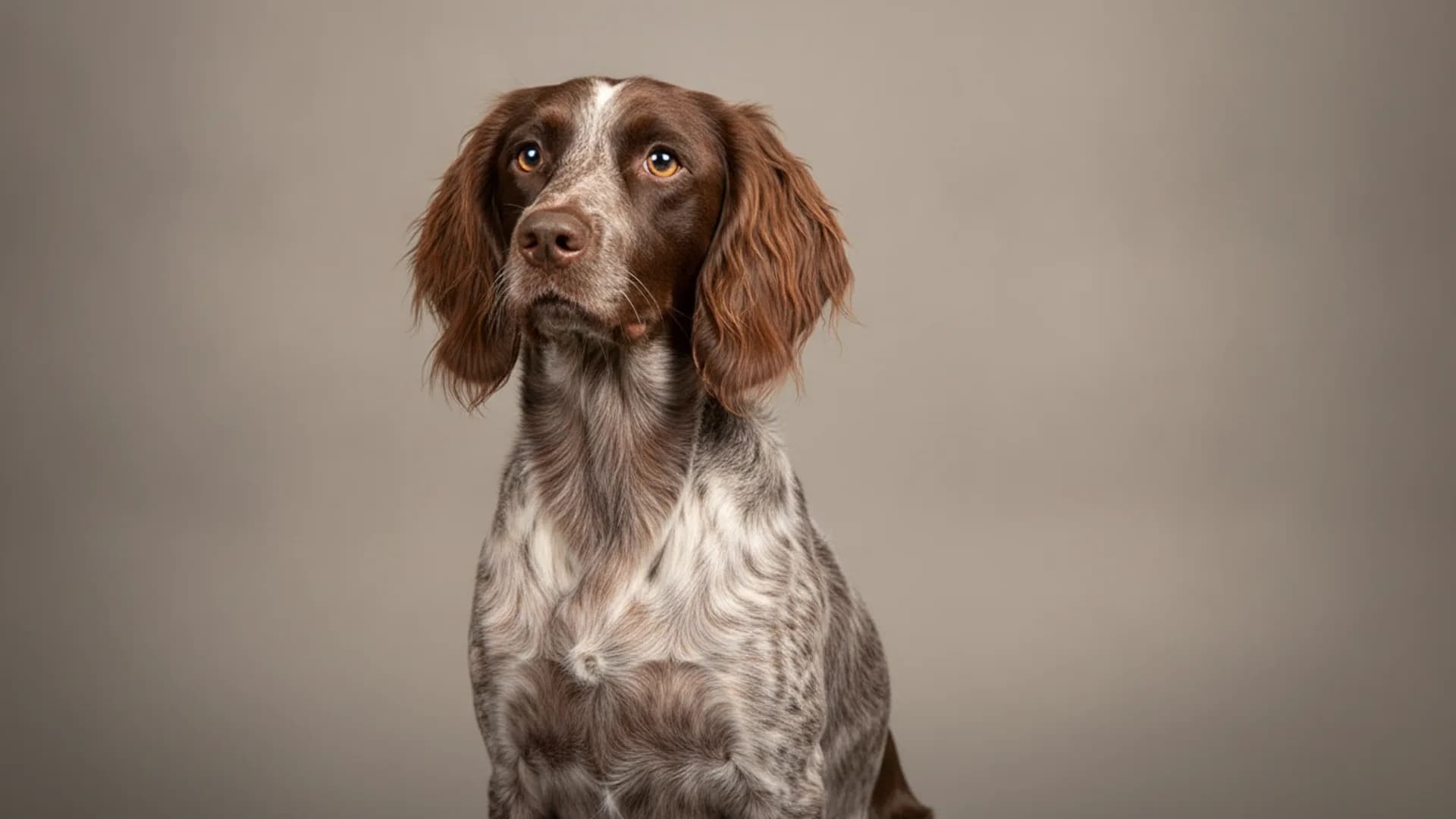 Illustration of Saint-Usuge Spaniel