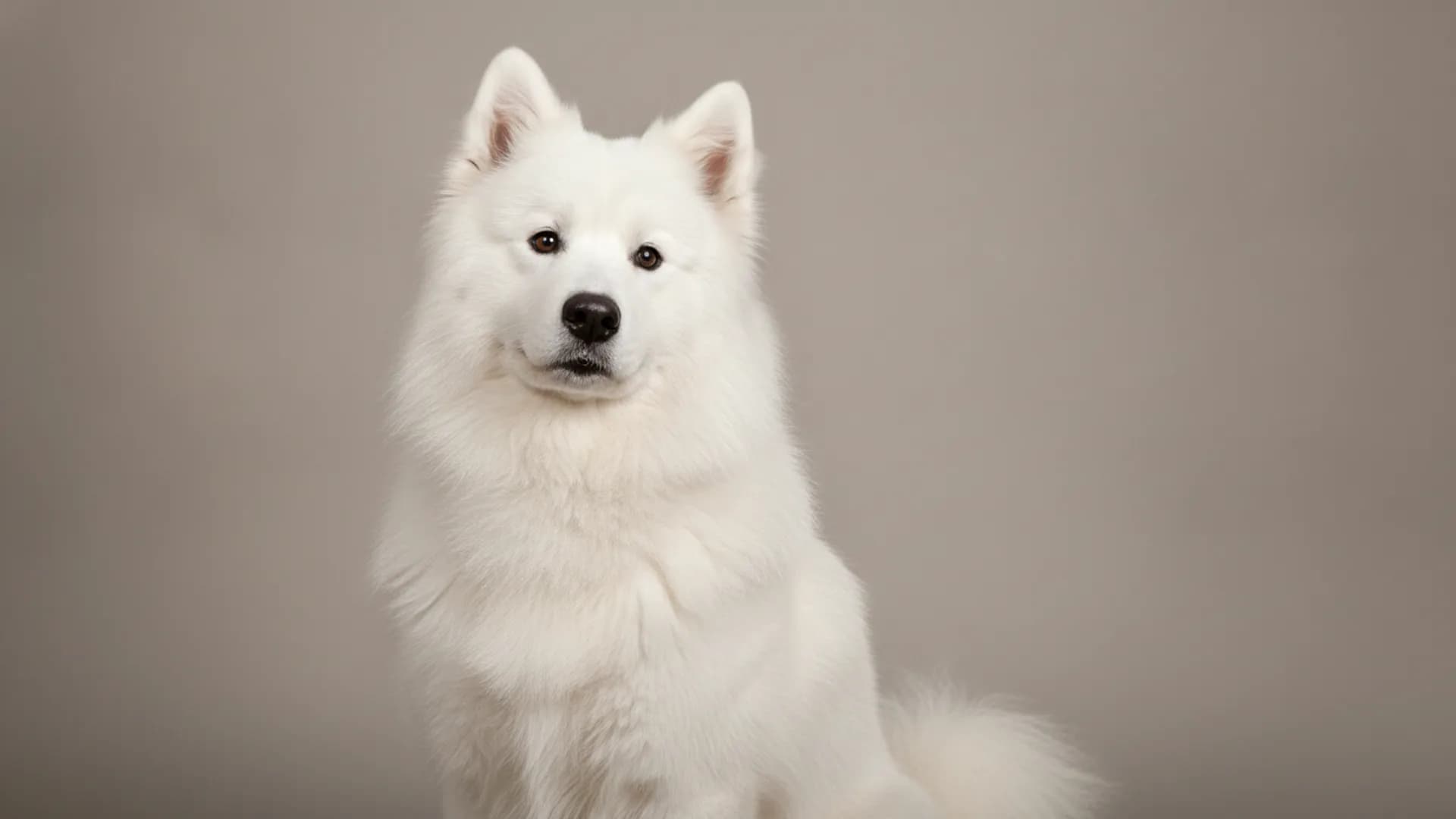 Illustration of Samoyed