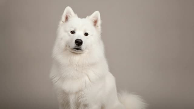Illustration of Samoyed