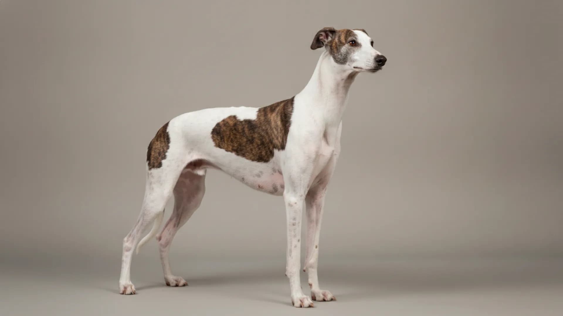 Illustration of Sarail Hound