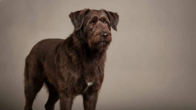 Illustration of Sardinian Shepherd Dog