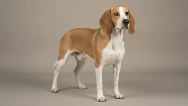 Illustration of Schweizerischer Niederlaufhund