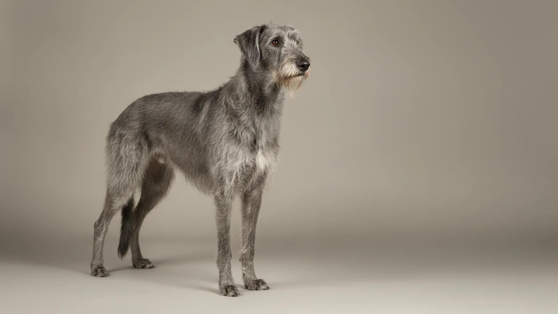 Illustration of Scottish Deerhound