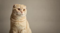 Scottish Fold
