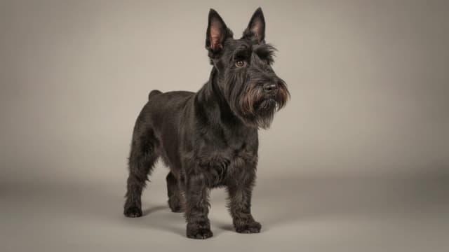 Illustration eines Scottish Terrier