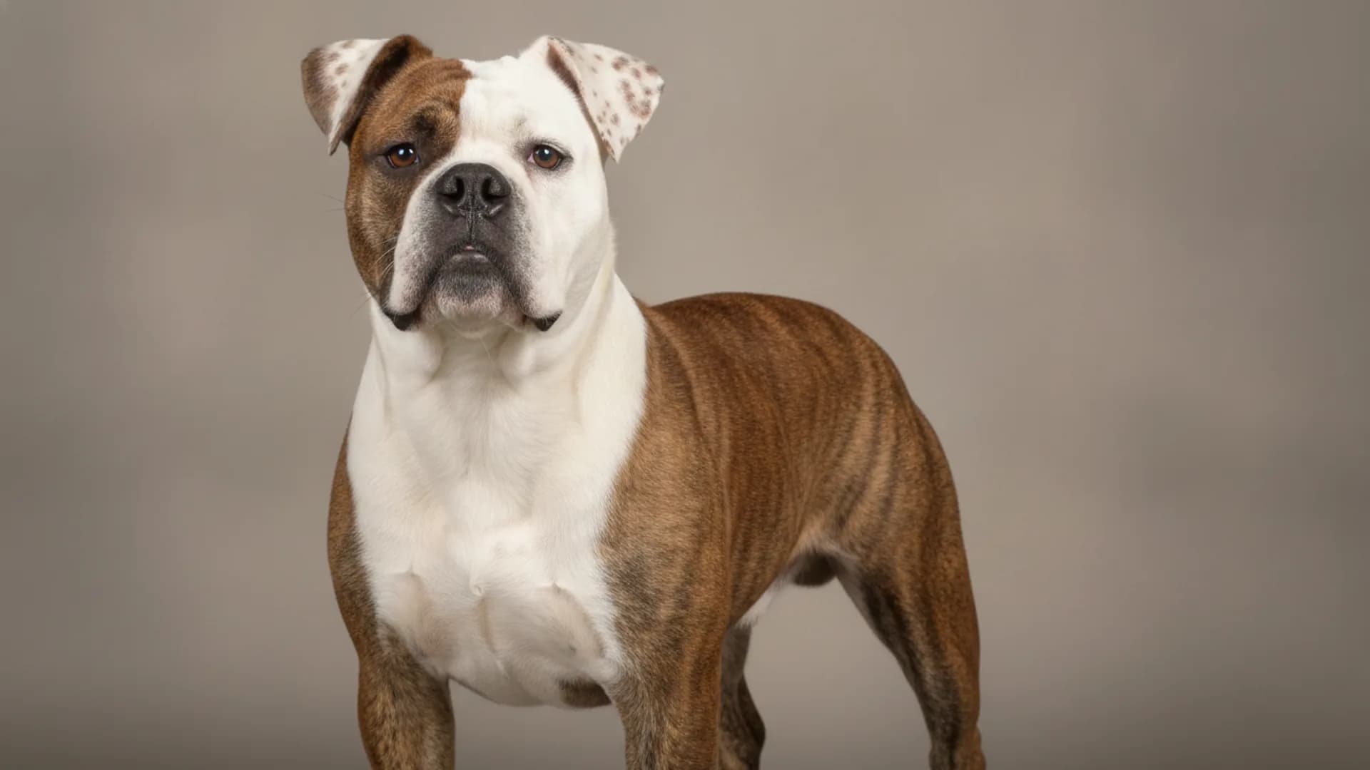 Illustration of Serrano Bulldog