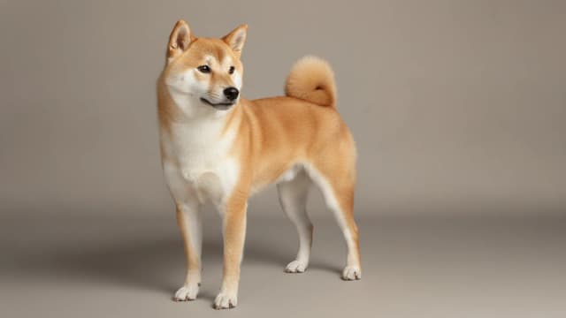 Illustration of Shiba Inu