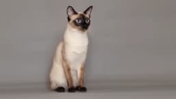 Siamese