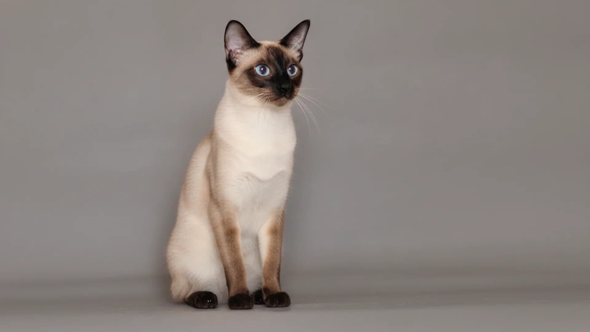 Illustration of Siamese