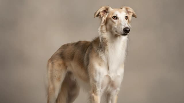 Ilustración de Silken Windhound