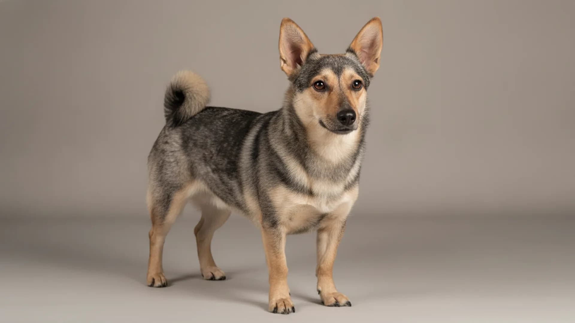 Illustration of Small Međimurje Dog
