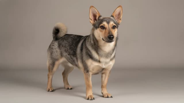 Illustration of Small Međimurje Dog
