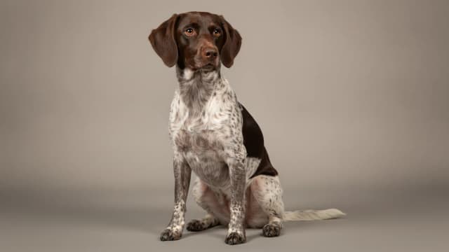Illustration de Small Münsterländer