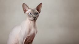 Sphynx