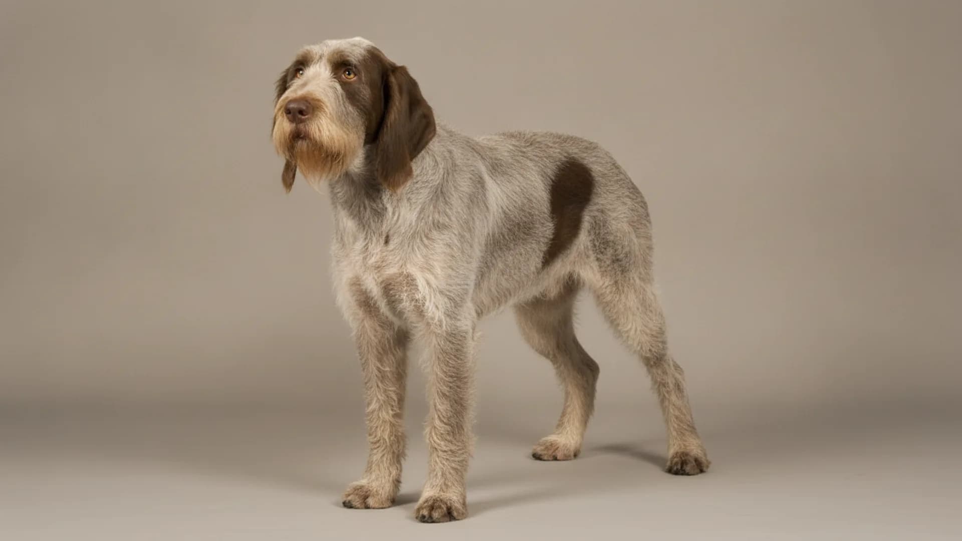 Illustration of Spinone Italiano