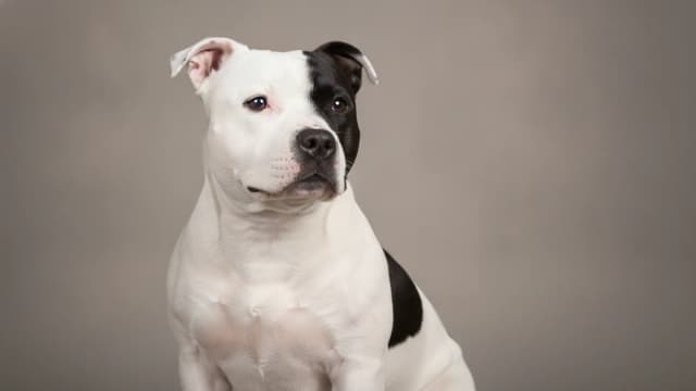 Illustration of Staffordshire Bull Terrier