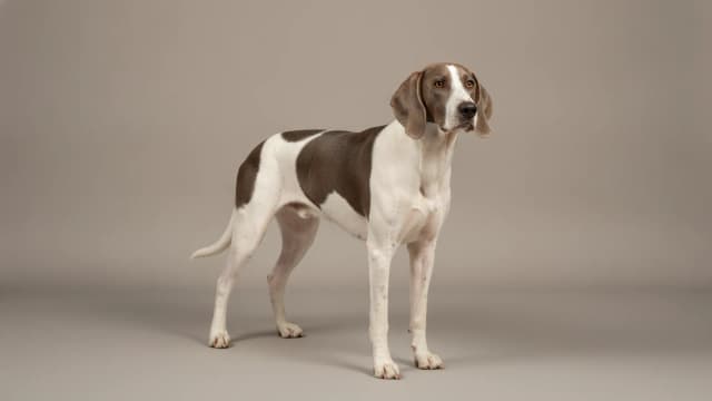 Illustration eines Staghound