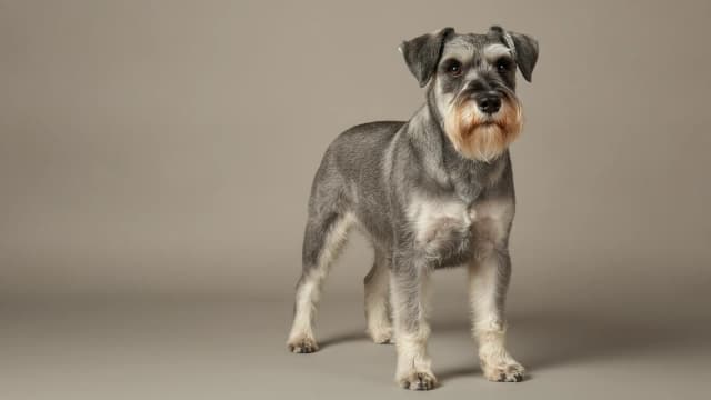 Illustration of Standard Schnauzer