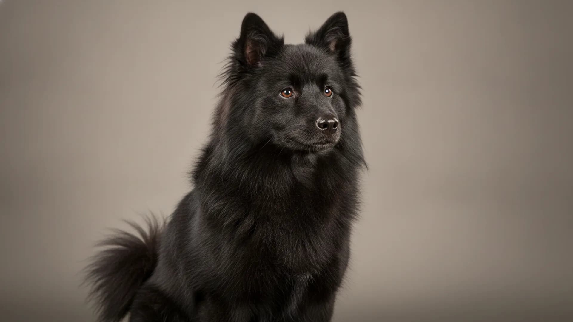 Illustration of Swedish Lapphund