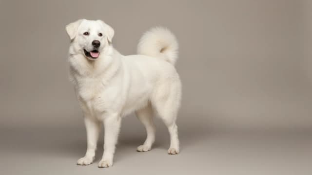 Illustration de Tatra Shepherd Dog