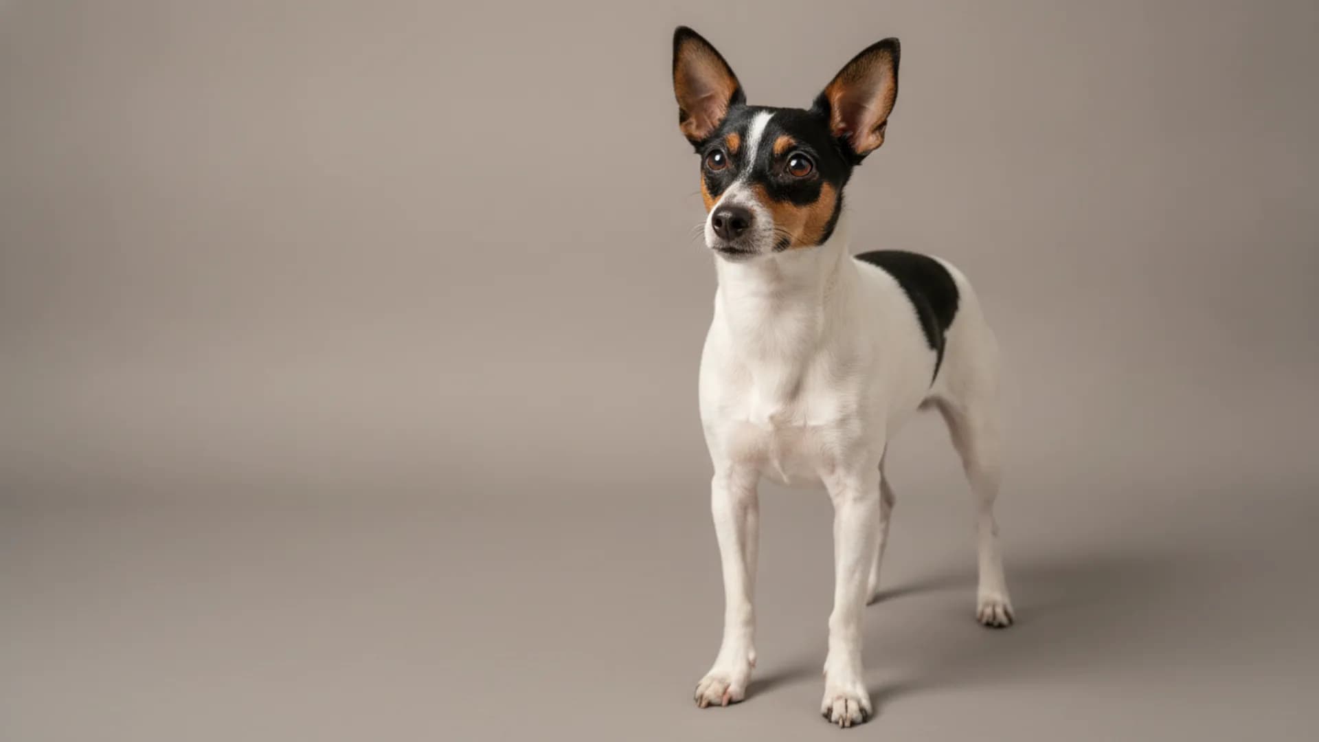Illustration of Tenterfield Terrier