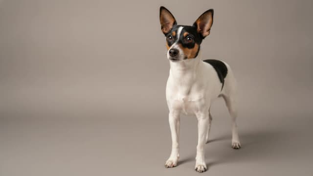 Ilustración de Tenterfield Terrier