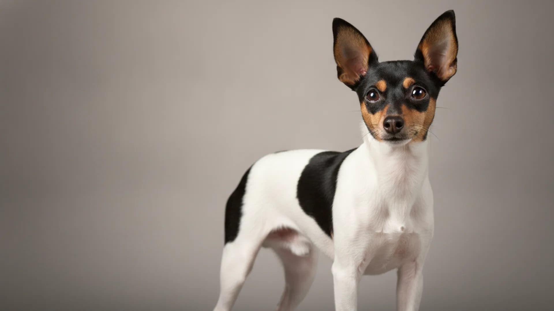 Illustration of Toy Fox Terrier