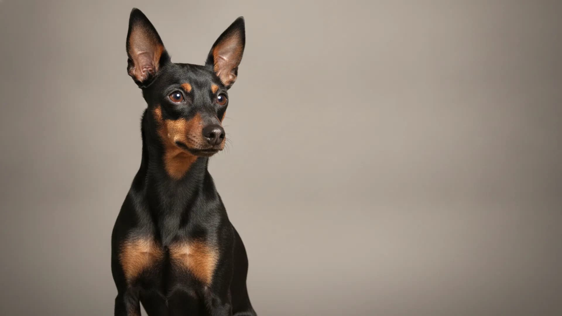 Illustration of Toy Manchester Terrier
