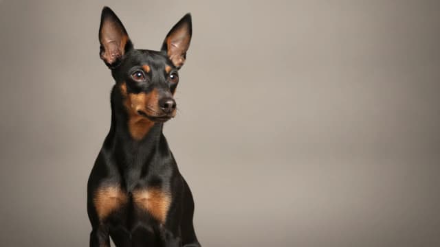 Illustration of Toy Manchester Terrier