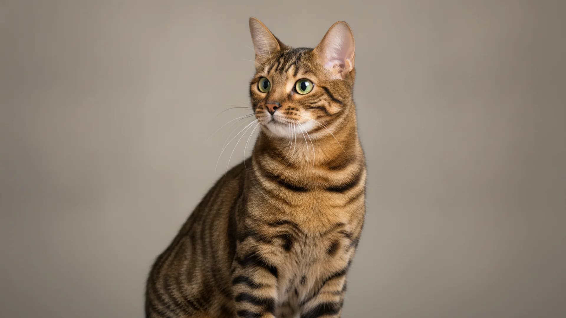 Illustration of Toyger