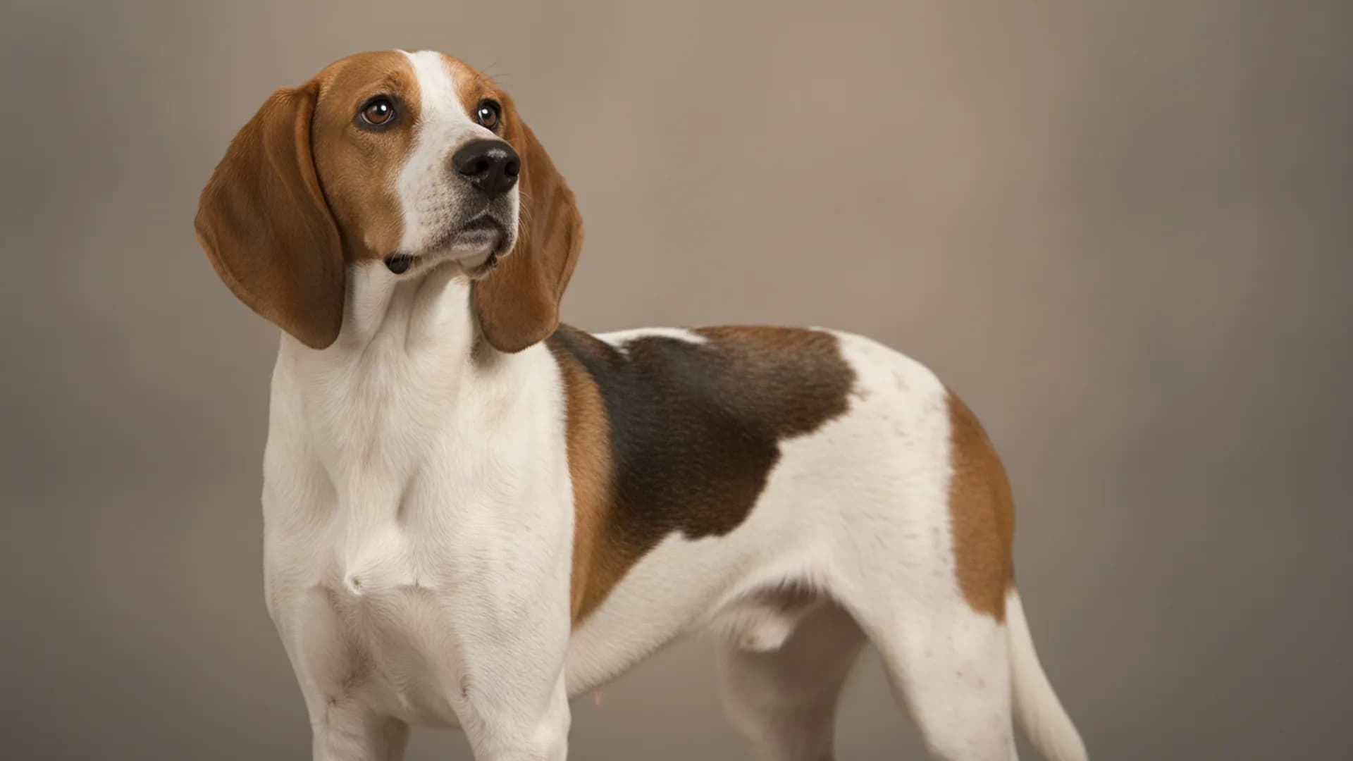 Illustration of Treeing Walker Coonhound
