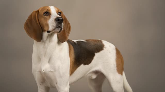 Illustration of Treeing Walker Coonhound