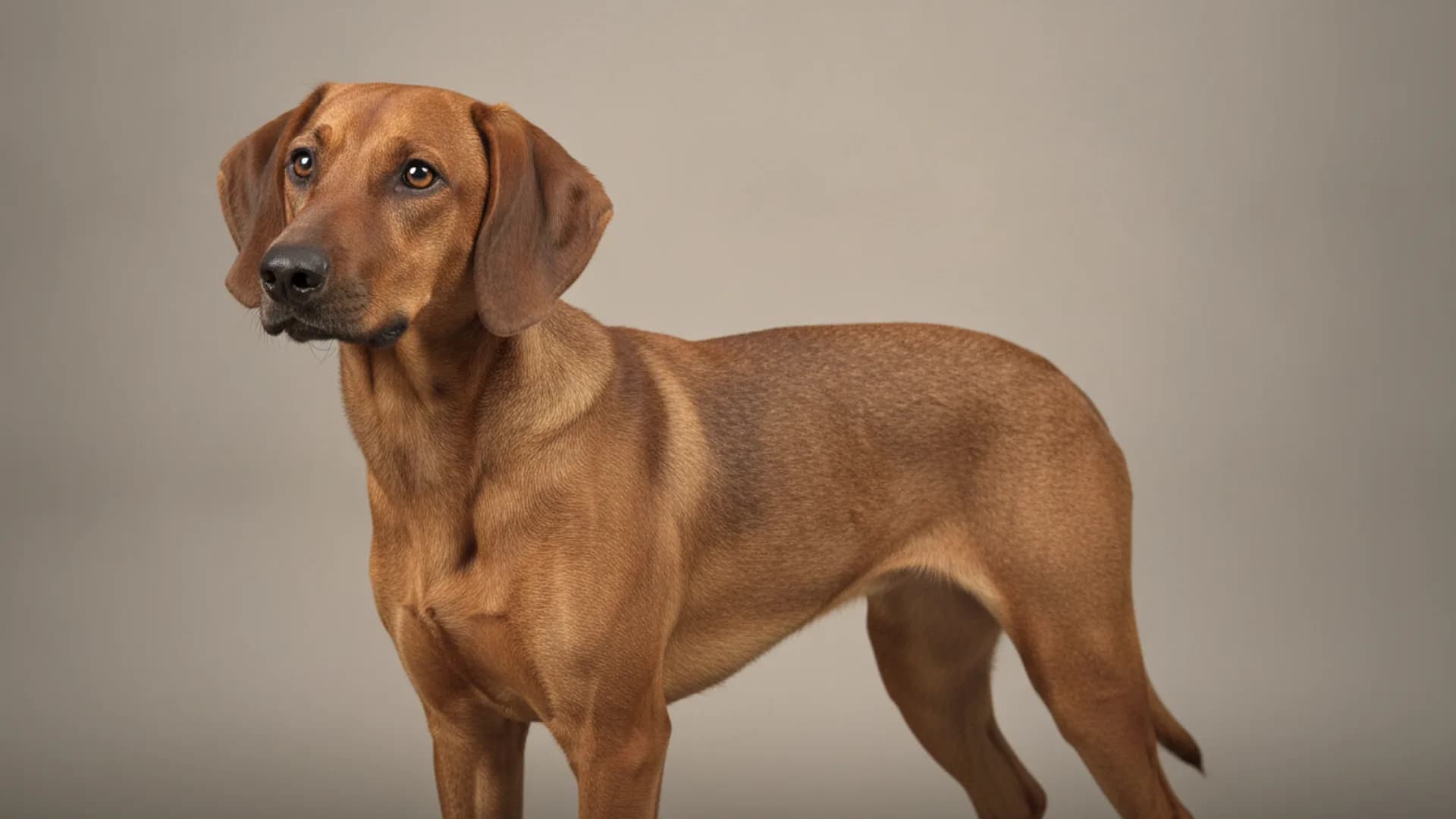 Illustration of Tyrolean Hound