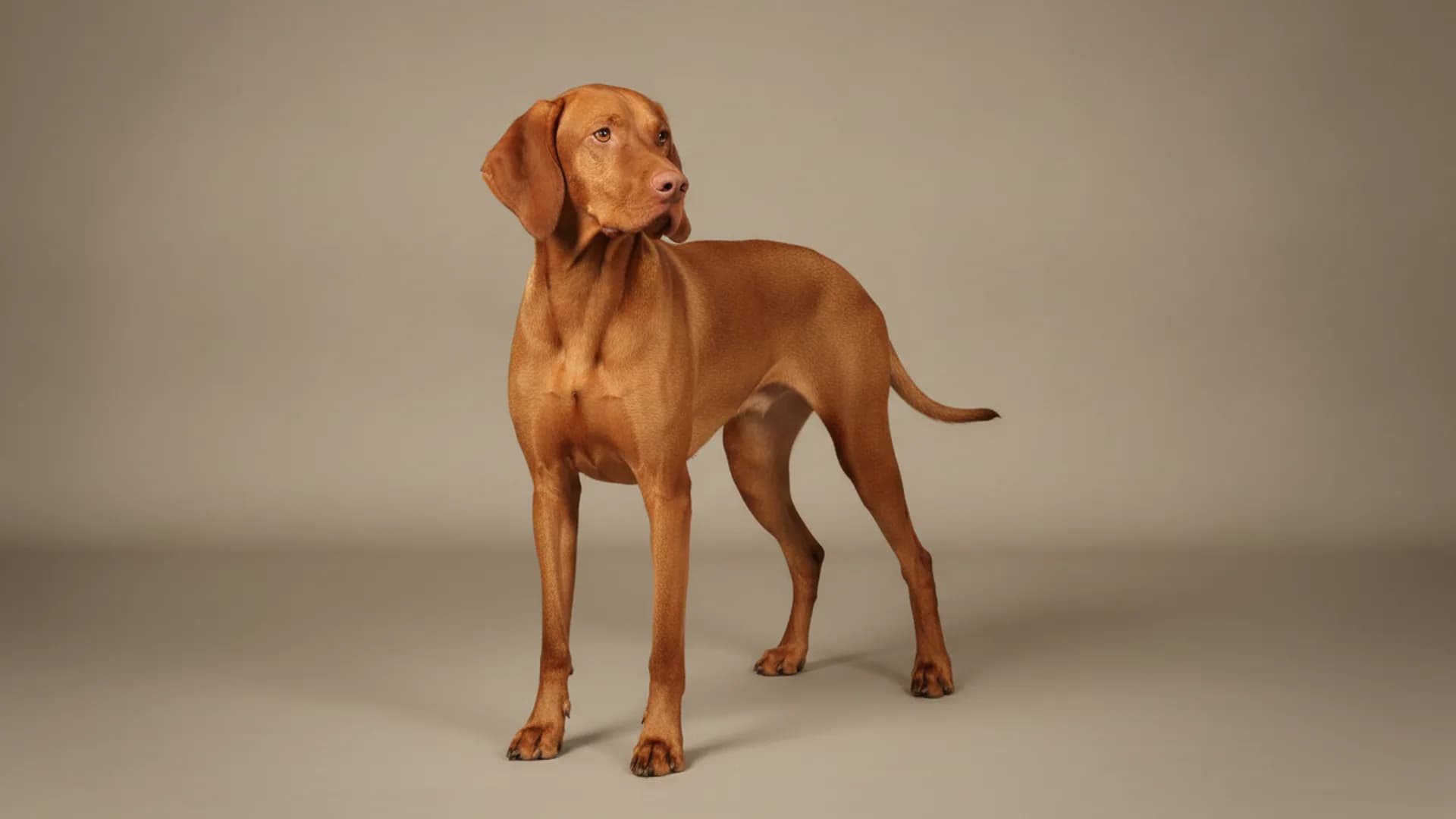 Illustration of Vizsla