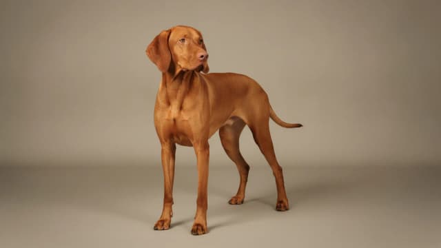 Illustration of Vizsla