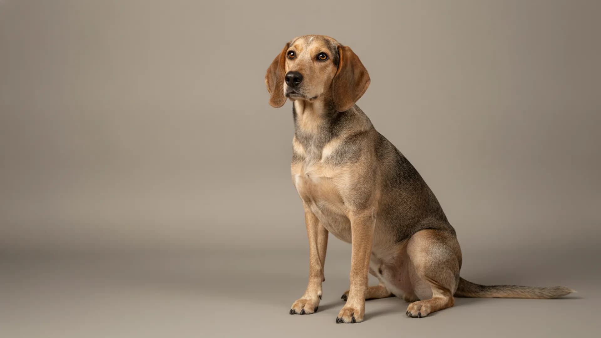 Illustration of Welsh Hound