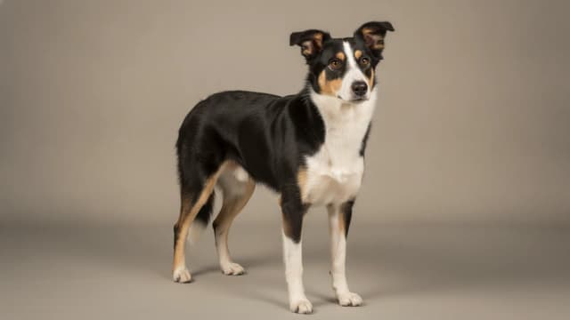 Illustration of Welsh Sheepdog
