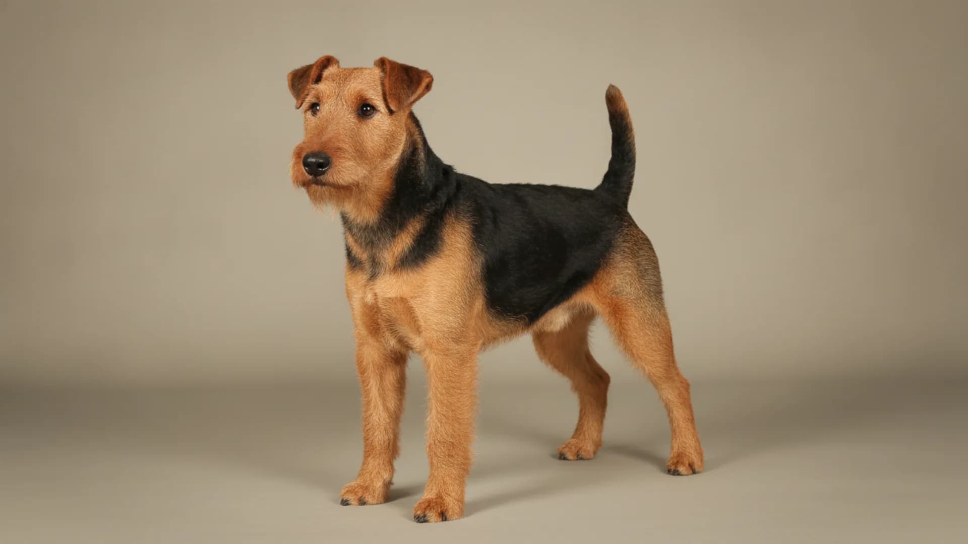 Illustration of Welsh Terrier