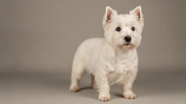 Illustration of West Highland White Terrier