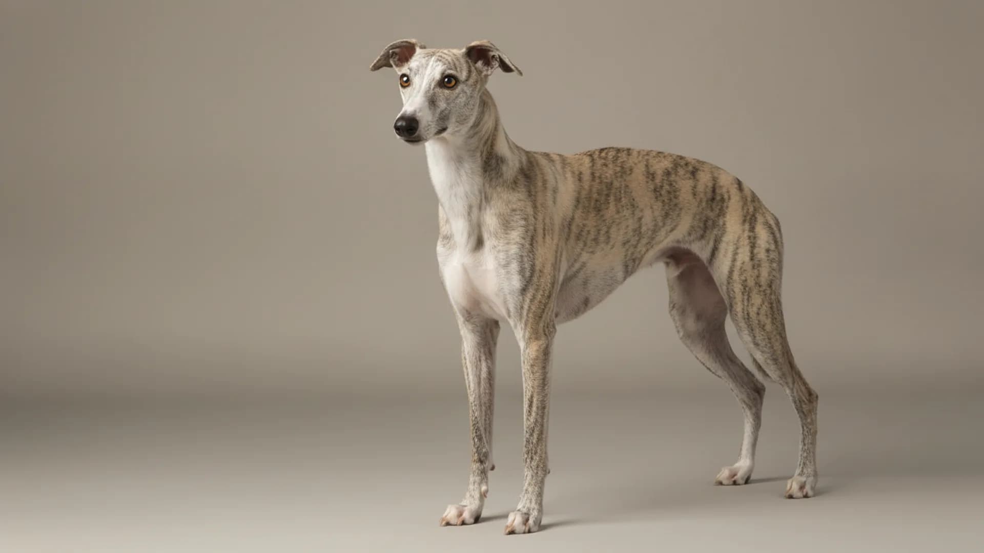 Illustration of Whippet