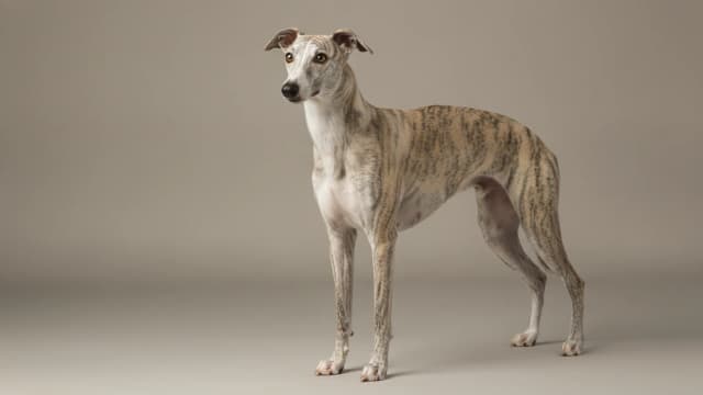 Illustration of Whippet