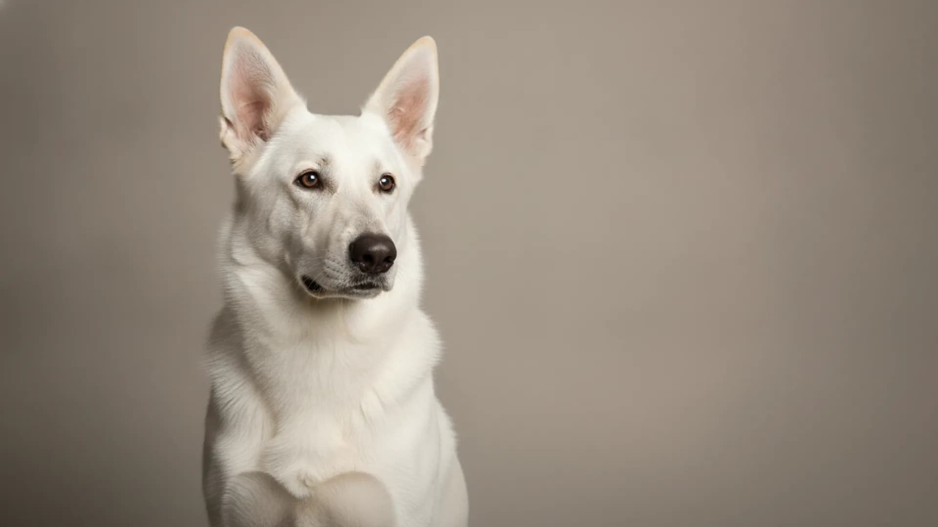 Illustration of White Shepherd Dog