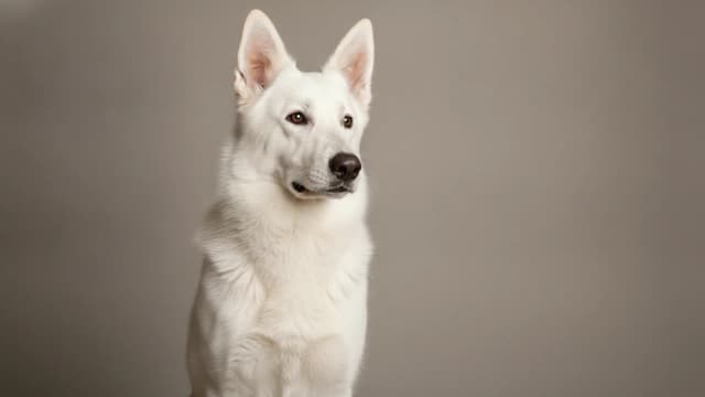 Illustration de Berger blanc suisse