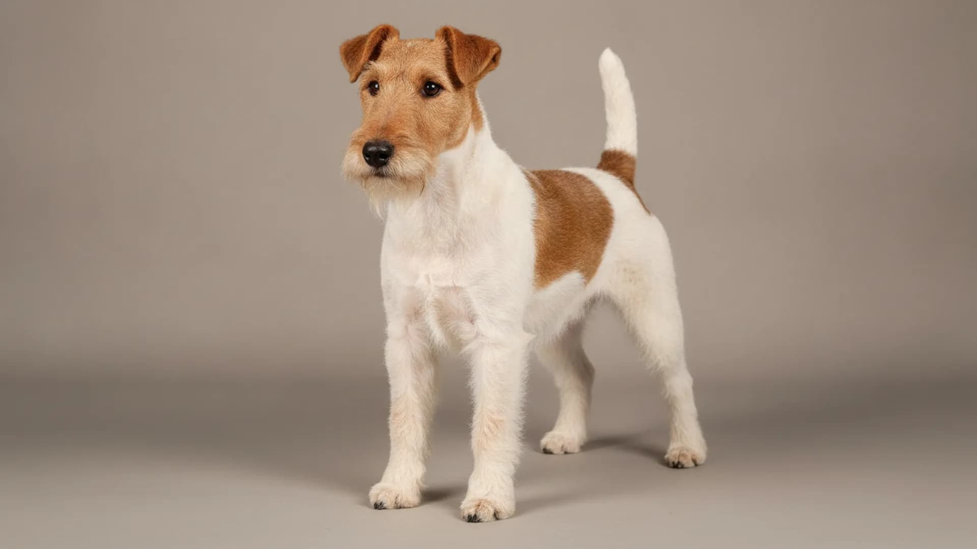 Illustration of Wire Fox Terrier